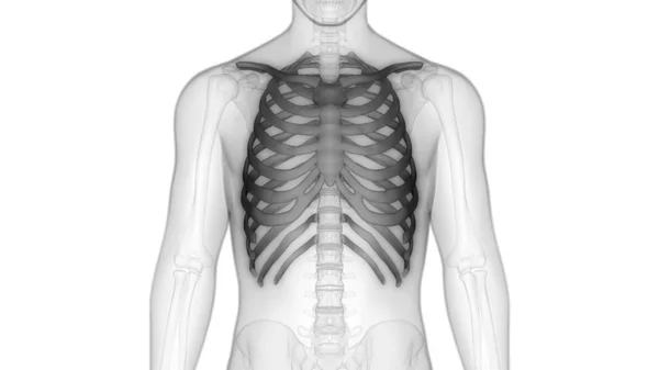 Imagem ilustrativa de tórax sobre trauma torácico